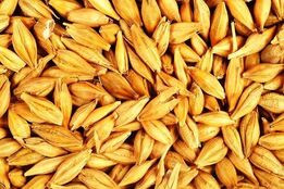سطح زیر کشت جو ۲۲ درصد کاهش یافت