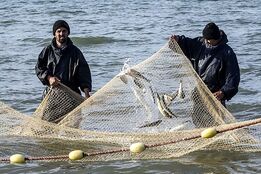 صید ماهیان استخوانی با رشد ۲۰ درصدی به ۸۵۵ تن رسید
