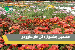 هفتمین جشنواره گل های داودی 
