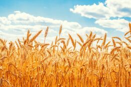 عبور خرید تضمینی گندم از ۸.۵ میلیون تن