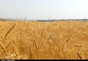 خبر خوش برای گندمکاران/ قیمت گندم در سال ۱۴۰۵ چقدر است؟