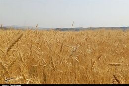 خبر خوش برای گندمکاران/ قیمت گندم در سال ۱۴۰۵ چقدر است؟