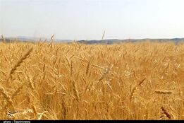 خبر خوش برای گندمکاران/ قیمت گندم در سال ۱۴۰۵ چقدر است؟