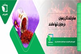  صادرکنندگان زعفران در بحران تنها ماندند