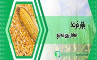بازار ذرت؛ تعادل روی لبه تیغ