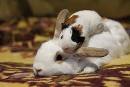 اهدای حیوانات خانگی برای تغذیه شکارچیان!