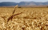خرید تضمینی ۷ میلیون و ۷۰۰ هزار تن گندم تا نیمه شهریور