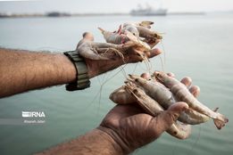 فصل صید میگو در بوشهر