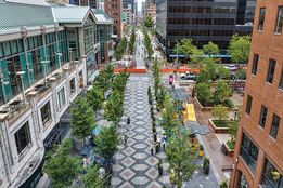 چه درخت‌هایی بیشتر در شهر شما هستند؟ و آیا در معرض خطرند؟