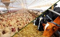 خالی فروشی نهاده‌ها و 15 هشدار بی‌نتیجه به وزارت جهاد کشاورزی