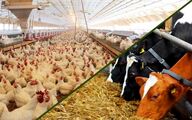 خالی فروشی نهاده‌ها و 15 هشدار بی‌نتیجه به وزارت جهاد کشاورزی