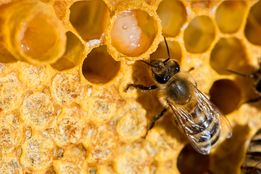 فراخوان زنبورداران به مشارکت در پژوهشی ملی برای سلامت کلنی‌ها
