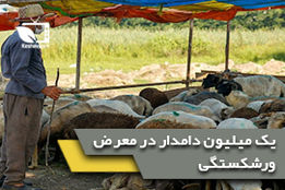 یک میلیون دامدار در معرض ورشکستگی