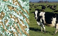تایید ابتلای یک گله گاو شیری جدید در آمریکا به آنفلوانزای پرندگان؛ سرریز جدید از حیات‌وحش