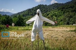 برنجِ گیلان