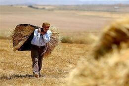 خبر خوش دولت برای گندمکاران/ واریزی میلیاردی آغاز شد؛ حساب خود را چک کنید