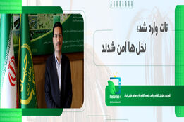 نوید مهار آفت سرخرطومی حنایی خرما در نخیلات کشور