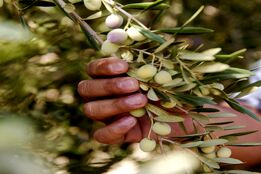 تجربه آموزنده تولیدکنندگان روغن زیتون کالیفرنیا با کشاورزی احیاکننده