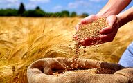 قیمت خرید تضمینی گندم هفته آینده تعیین می شود